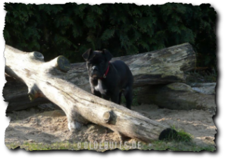 Leavitt Olde English Bulldogge Spirit Bulls Harley auf oldebulls.de