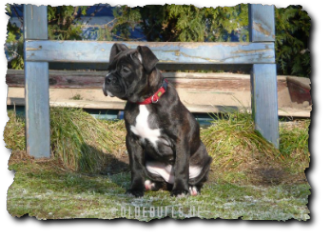 Leavitt Olde English Bulldogge Spirit Bulls Harley auf oldebulls.de