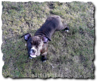 Leavitt Olde English Bulldogge Spirit Bulls Harley auf oldebulls.de