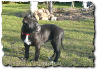 Leavitt Olde English Bulldogge Spirit Bulls Harley auf oldebulls.de