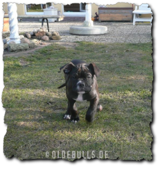 Leavitt Olde English Bulldogge Spirit Bulls Harley auf oldebulls.de