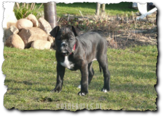 Leavitt Olde English Bulldogge Spirit Bulls Harley auf oldebulls.de