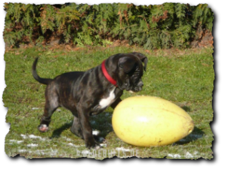 Leavitt Olde English Bulldogge Spirit Bulls Harley auf oldebulls.de