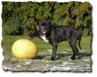 Leavitt Olde English Bulldogge Spirit Bulls Harley auf oldebulls.de