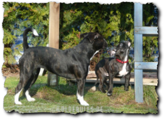 Leavitt Olde English Bulldogge auf oldebulls.de