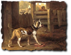 Bild historischer Bulldogge