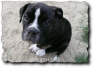 Leavitt Olde English Bulldogge auf oldebulls.de