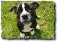 Leavitt Olde English Bulldogge auf oldebulls.de