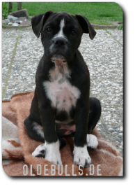 Leavitt Olde English Bulldogge auf oldebulls.de Mercy