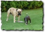 Leavitt Olde English Bulldogge auf oldebulls.de