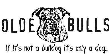 Leavitt Olde English Bulldogge