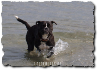 Leavitt Olde English Bulldogge am Strand