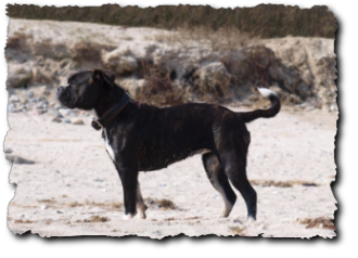 Leavitt Olde English Bulldogge am Strand