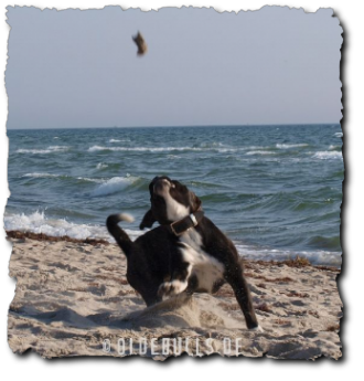 Leavitt Olde English Bulldogge am Strand