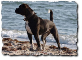 Leavitt Olde English Bulldogge am Strand