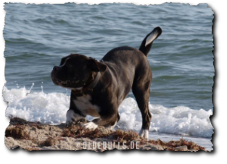 Leavitt Olde English Bulldogge am Strand