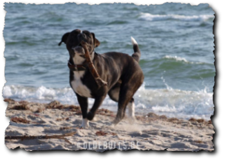 Leavitt Olde English Bulldogge am Strand