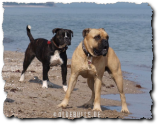 Leavitt Olde English Bulldogge am Strand