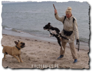 Leavitt Olde English Bulldogge am Strand