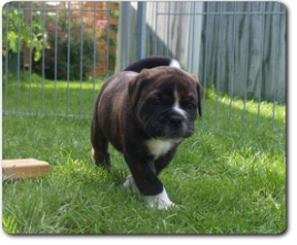 Leavitt Bulldog Olde Bulls' Charly - out of Gardencity's Hank and Highwoodbulls Mercedes - David Leavitts Olde English Bulldogge