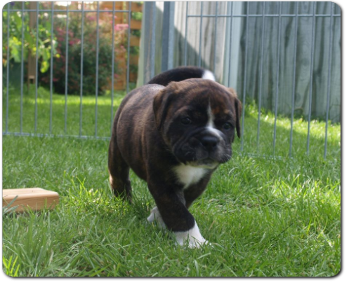 Leavitt Bulldog Olde Bulls' Charly - out of Gardencity's Hank and Highwoodbulls Mercedes - David Leavitts Olde English Bulldogge