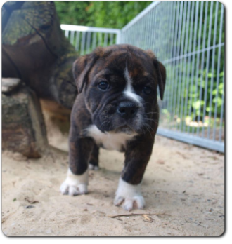 Leavitt Bulldog Olde Bulls' Charly - out of Gardencity's Hank and Highwoodbulls Mercedes - David Leavitts Olde English Bulldogge