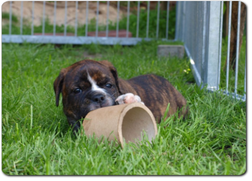 Leavitt Bulldog Olde Bulls' Charly - out of Gardencity's Hank and Highwoodbulls Mercedes - David Leavitts Olde English Bulldogge