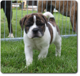 Leavitt Bulldog Olde Bulls' Lilith - out of Gardencity's Hank and Highwoodbulls Mercedes - David Leavitts Olde English Bulldogge