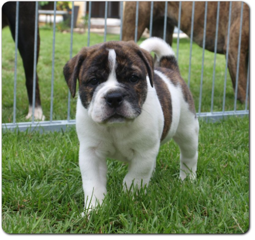 Leavitt Bulldog Olde Bulls' Lilith - out of Gardencity's Hank and Highwoodbulls Mercedes - David Leavitts Olde English Bulldogge