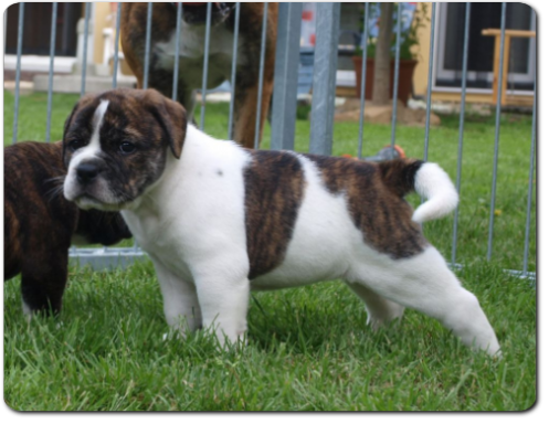 Leavitt Bulldog Olde Bulls' Lilith - out of Gardencity's Hank and Highwoodbulls Mercedes - David Leavitts Olde English Bulldogge