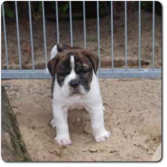 Leavitt Bulldog Olde Bulls' Lilith - out of Gardencity's Hank and Highwoodbulls Mercedes - David Leavitts Olde English Bulldogge