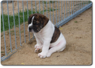 Leavitt Bulldog Olde Bulls' Lilith - out of Gardencity's Hank and Highwoodbulls Mercedes - David Leavitts Olde English Bulldogge