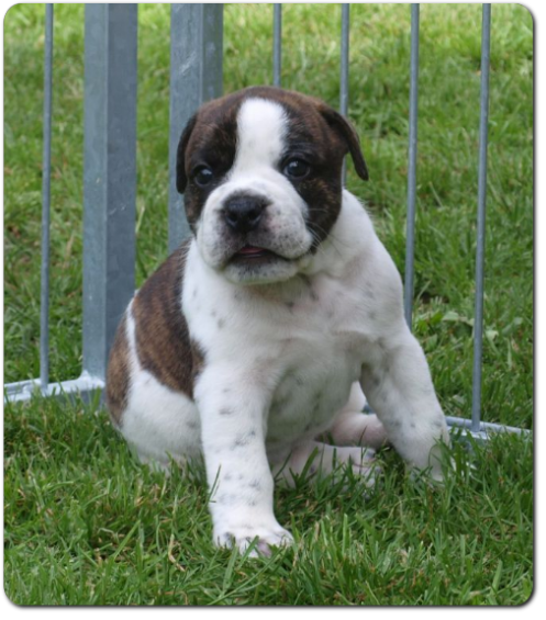 Leavitt Bulldog Olde Bulls' Tigerlily - out of Gardencity's Hank and Highwoodbulls Mercedes - David Leavitts Olde English Bulldogge