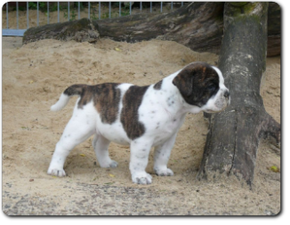 Leavitt Bulldog Olde Bulls' Tigerlily - out of Gardencity's Hank and Highwoodbulls Mercedes - David Leavitts Olde English Bulldogge