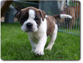 Leavitt Bulldog Olde Bulls' Tigerlily - out of Gardencity's Hank and Highwoodbulls Mercedes - David Leavitts Olde English Bulldogge