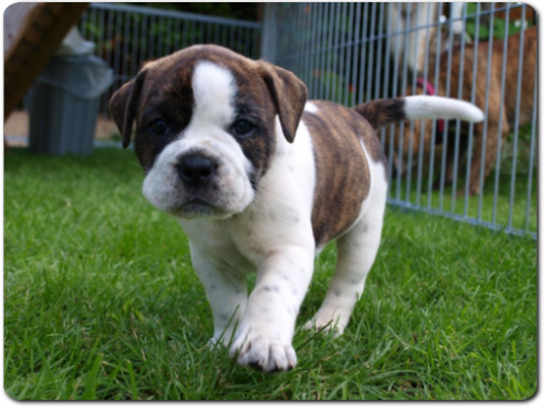 Leavitt Bulldog Olde Bulls' Tigerlily - out of Gardencity's Hank and Highwoodbulls Mercedes - David Leavitts Olde English Bulldogge