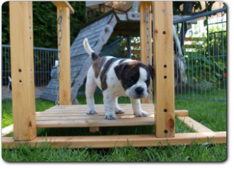 Leavitt Bulldog Olde Bulls' Tigerlily - out of Gardencity's Hank and Highwoodbulls Mercedes - David Leavitts Olde English Bulldogge