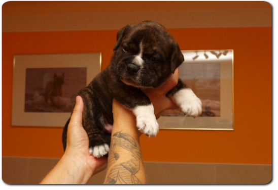 Unsere Welpen - Eltern Highwoodbulls Mercedes und Gardencity's Hank - David Leavitts Olde English Bulldogge