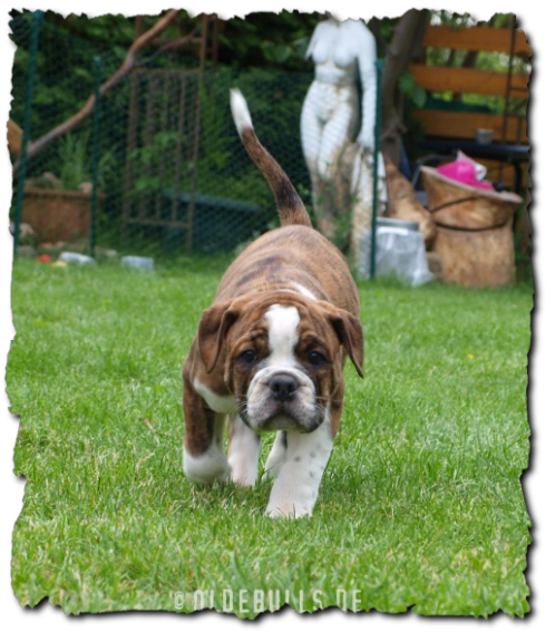 Leavitt Bulldog Olde Bulls Diego - David Leavitts Olde English Bulldogge