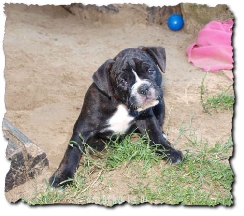 Leavitt Bulldog Olde Bulls Donna - David Leavitts Olde English Bulldogge