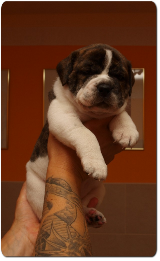 Unsere Welpen - Eltern Highwoodbulls Mercedes und Gardencity's Hank - David Leavitts Olde English Bulldogge