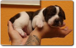 Unsere Welpen - Eltern Highwoodbulls Mercedes und Gardencity's Hank - David Leavitts Olde English Bulldogge