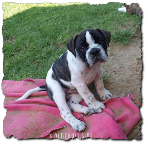 Leavitt Bulldog Olde Bulls Manfred - David Leavitts Olde English Bulldogge