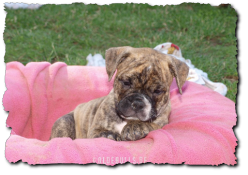 Leavitt Bulldog Olde Bulls Peaches - David Leavitts Olde English Bulldogge