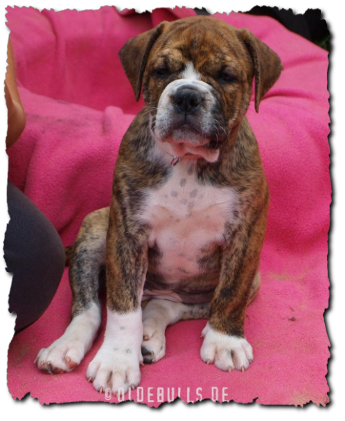 Leavitt Bulldog Olde Bulls Polly - David Leavitts Olde English Bulldogge