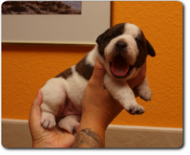 Unsere Welpen - Eltern Highwoodbulls Mercedes und Gardencity's Hank - David Leavitts Olde English Bulldogge