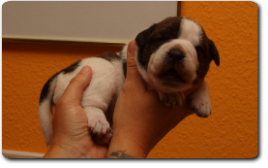 Unsere Welpen - Eltern Highwoodbulls Mercedes und Gardencity's Hank - David Leavitts Olde English Bulldogge