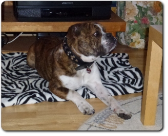 Leavitt Bulldog Olde Bulls' Diego - David Leavitts Olde English Bulldogge