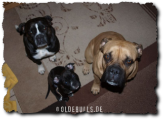 Leavitt Olde English Bulldogge auf oldebulls.de