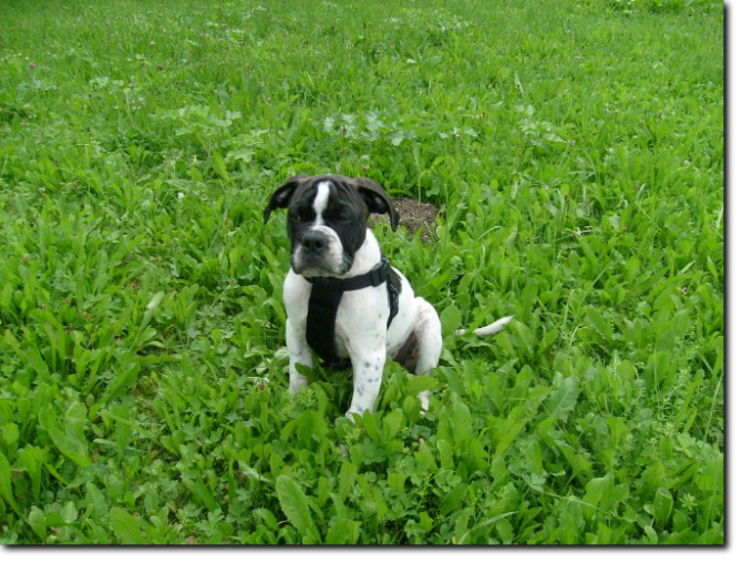 Leavitt Bulldog Olde Bull's Eddy im neuen Zuhause